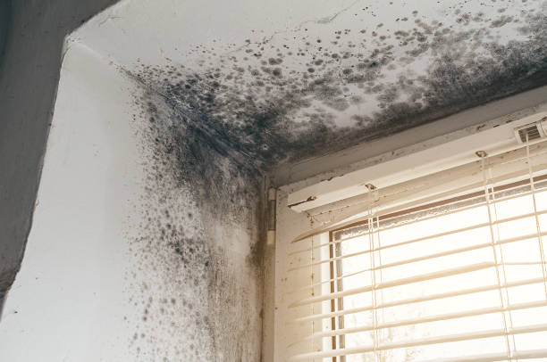 Affordable Mold Inspection solutions in Ho-Ho-Kus, NJ